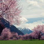 Explore Like a Local: Insider Tips for Immersive Travel Experiences