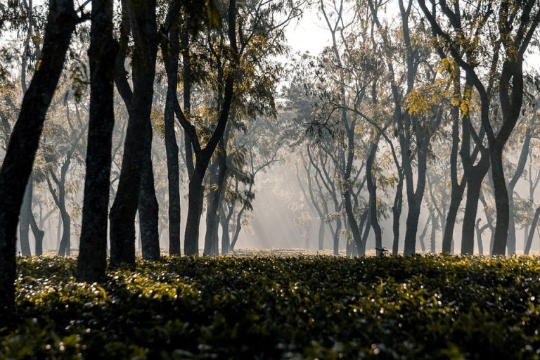 – The Ultimate Guide to Solo Travel: How to Plan, Pack, and Explore the World Alone